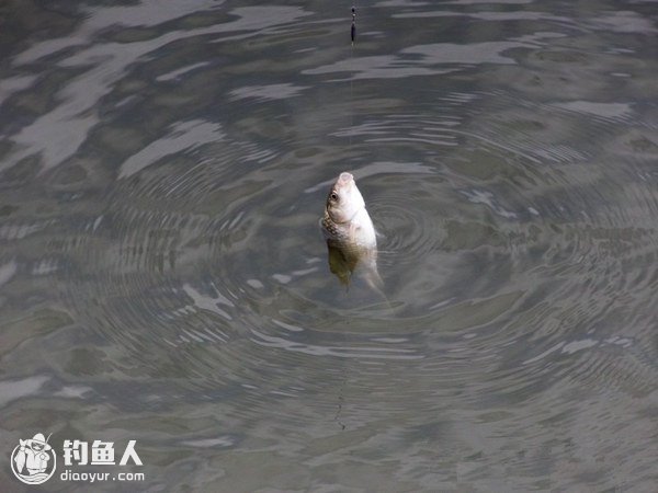 应对热天浮鱼的虾饵无漂钓法的介绍