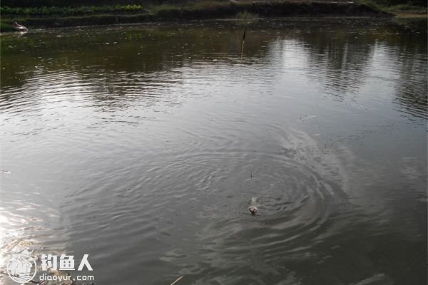 浅谈浮钓钓法的实践应用技巧