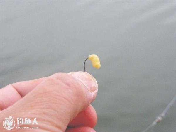 包食钓法的饵料制作与垂钓技巧