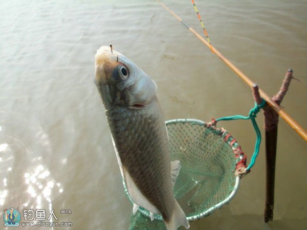 搓饵底钓鲫鱼与浮钓的探讨