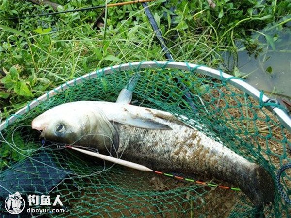 野钓鲢鳙鱼的通杀钓组及施钓方法介绍