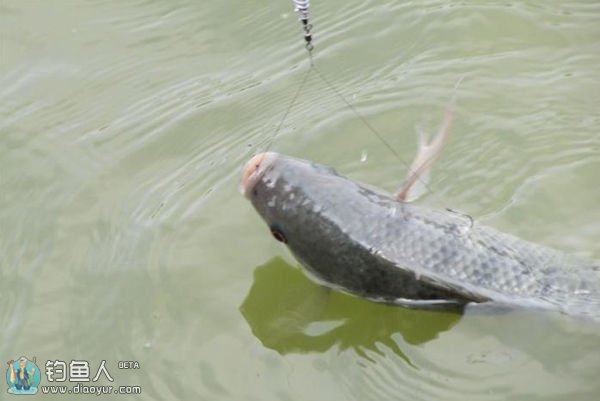 浅谈绷尖子动态钓法的垂钓技巧