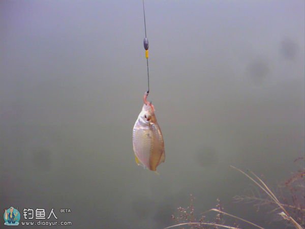 传统立钩钓法冬钓鲫鱼技巧