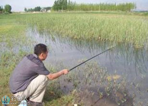 野钓草窝时的钓法及防小鱼闹窝的方法