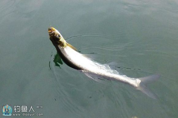 浅谈筏钓钓法及用饵与钓组的搭配