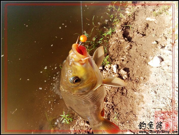 钓友水丰湖垂钓，珠珠使用心得与技巧分享