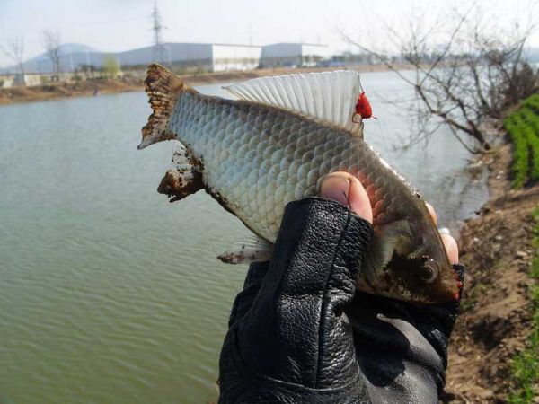 传统钓竿玩热闹 酒米打窝红虫钓