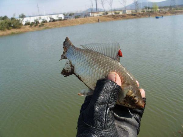 传统钓竿玩热闹 酒米打窝红虫钓