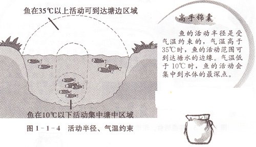 高手锦囊：最全鱼情分析十点技巧全解 [图文]