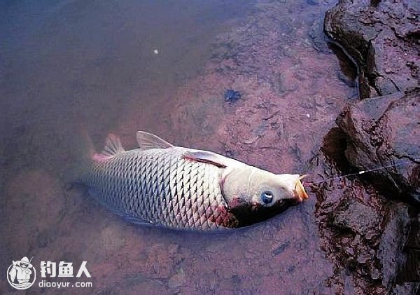 野钓奇招：钓怪窝找鱼道的技巧