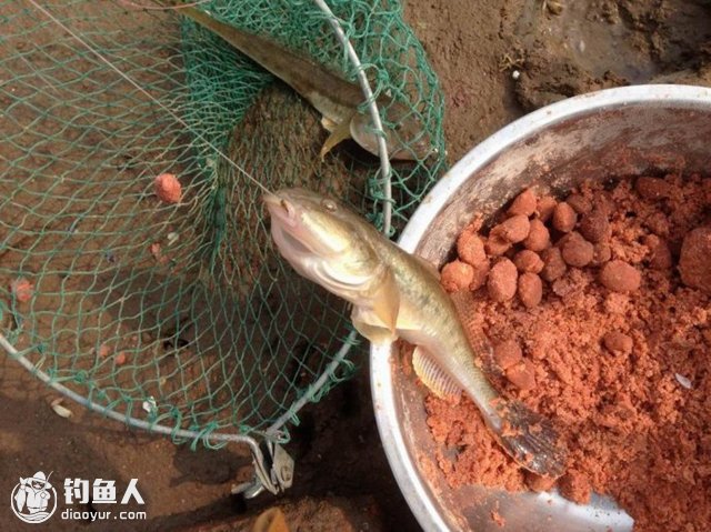 台钓中扬竿刺鱼和飞鱼的技巧要领