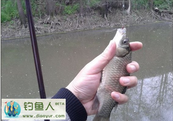 七星漂传统野钓浅水沟鲫鱼连杆分享