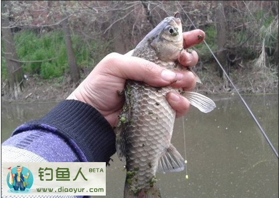 七星漂传统野钓浅水沟鲫鱼连杆分享