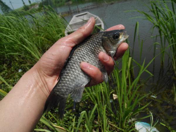 春钓要像钓到鱼，要从钓位、钓具、窝饵、钓法等作手