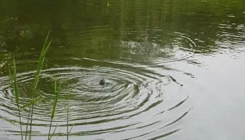 在春季野钓，长竿短线和台钓，哪一个更合适