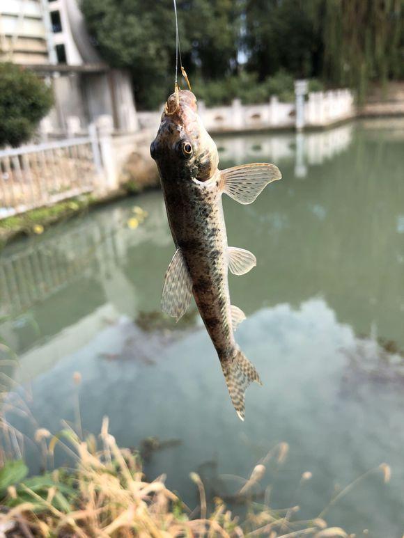 冬天这几种天气不要出钓！因为会大概率打龟