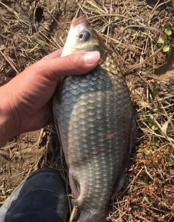 秋季鱼口好，不空军，试试这4招简单有效