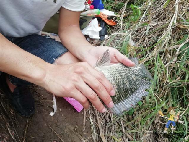 同样钓位和饵料，隔天渔获差别大？深秋的深浅影响很大