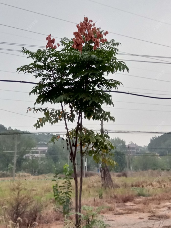 春季钓鲫鱼小方，大家用过蚯蚓沾豆粉吗