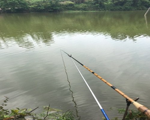 试试这四招野钓大鲫鱼技巧，用于夏季野钓