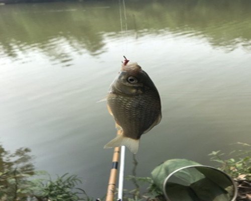 试试这四招野钓大鲫鱼技巧，用于夏季野钓