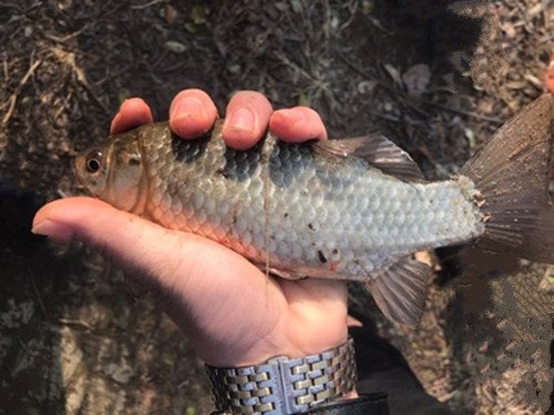 试试这四招野钓大鲫鱼技巧，用于夏季野钓