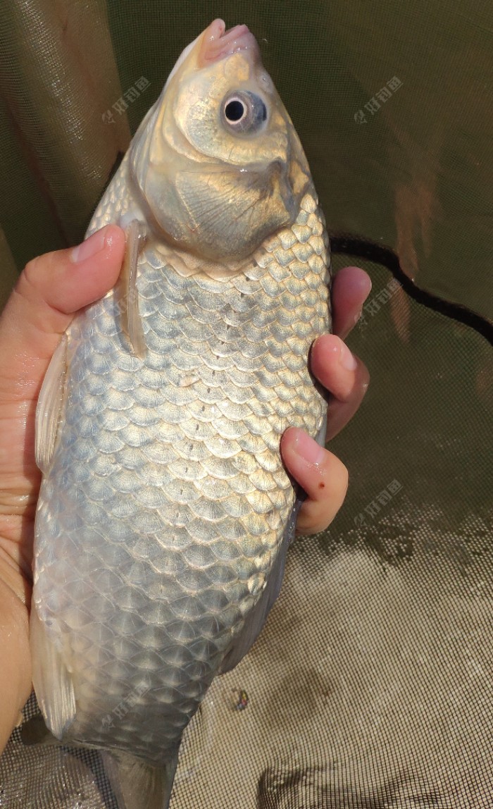 早春垂钓的用饵技巧，味型状态有讲究，附野钓配方