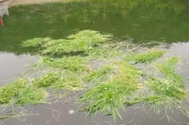 夏季野钓，没有两下子怎么能钓上大草鱼呢