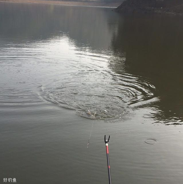 夏季钓鲫鱼，天气太热鱼上浮该如何调整钓法