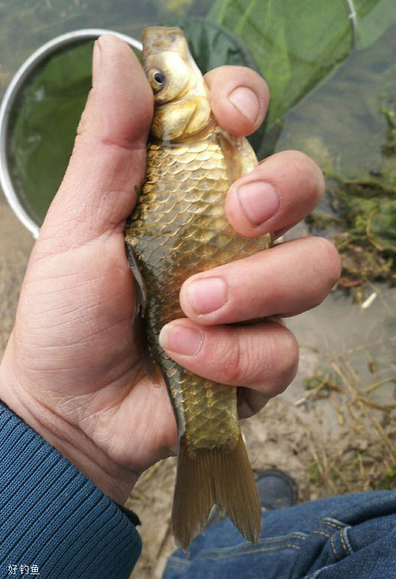 春天钓鱼钓深还是浅？深浅不能根据季节定