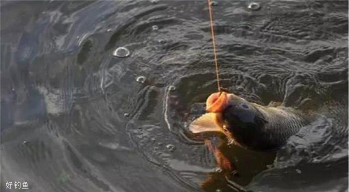 冬天钓鲫鱼浅水区选择钓点技巧