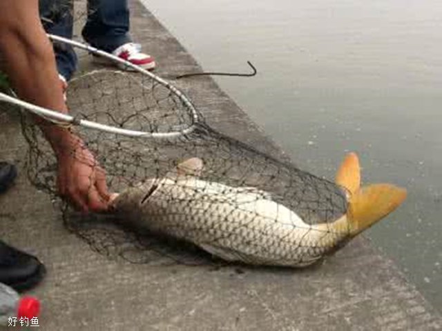 秋季野钓鲤鱼应该如何用饵？