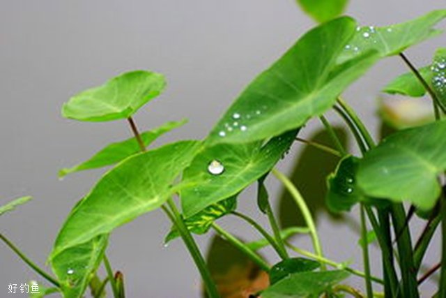 秋季白露后钓鱼，就用这几招效果好