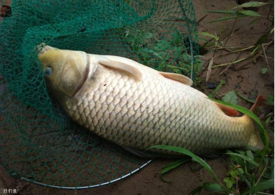 夏钓鲤鱼的四个总结，全面解析鲤鱼