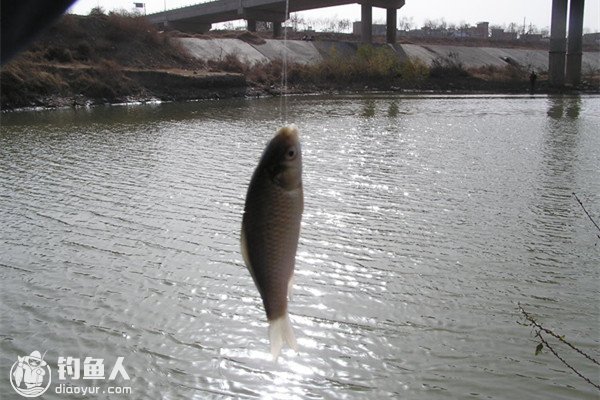 秋末冬初钓轻口鱼的五个实用技巧