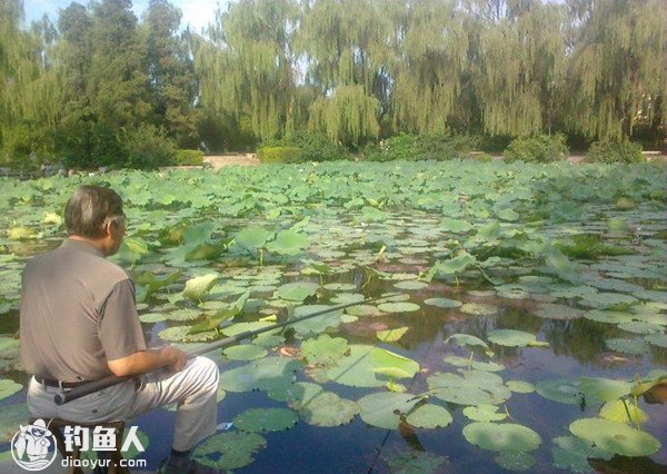 秋季莲花塘巧钓鲤鱼的四个实用技巧