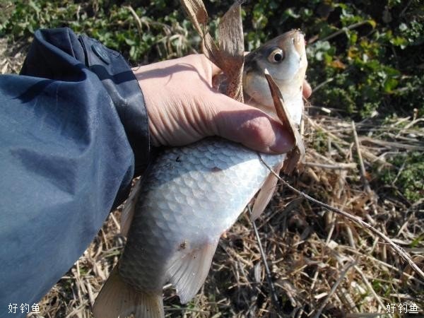 春钓的天气时间钓点饵料及对象鱼选择