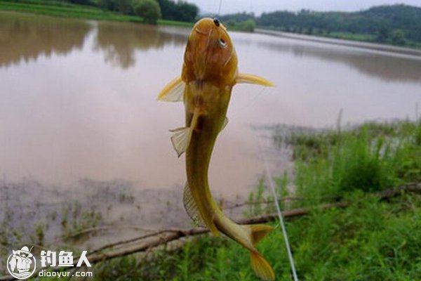 夏季野钓常见的有刺有毒会咬人的淡水鱼