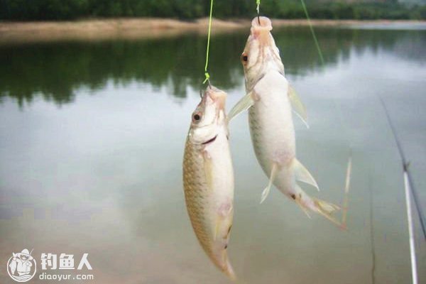 盛夏浮钓鱼儿的线组搭配及用饵技巧