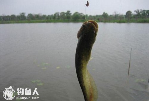 夏末阴雨天钓鲶鱼和黄颡鱼的技巧