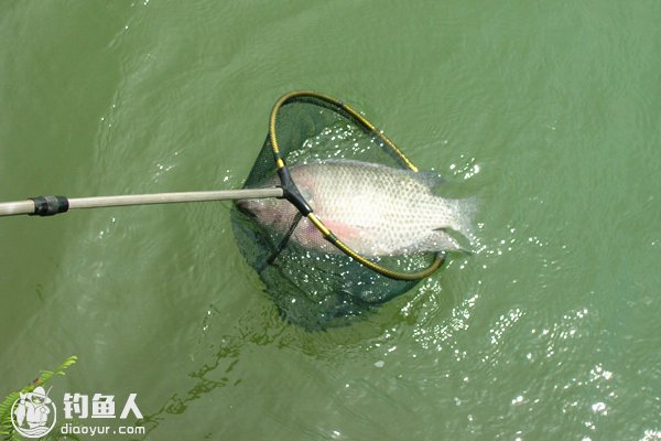 夏钓罗非鱼的选位用饵及垂钓要点