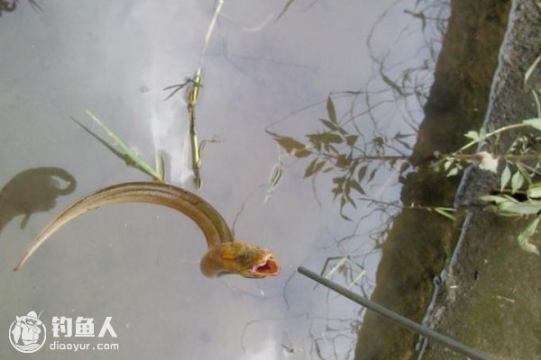 夏季野钓黄鳝的时机、钓法选择