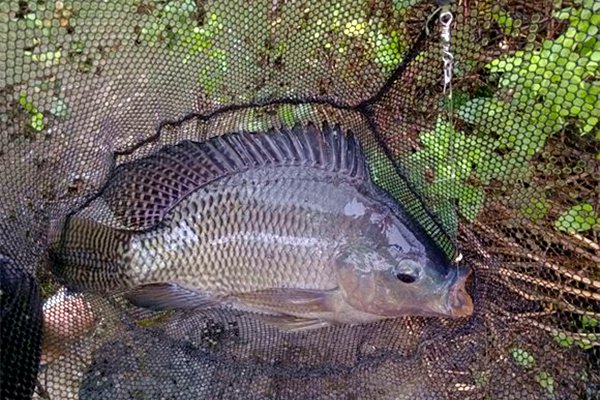 高手分享夏钓鲮鳊罗非鱼的用饵经验