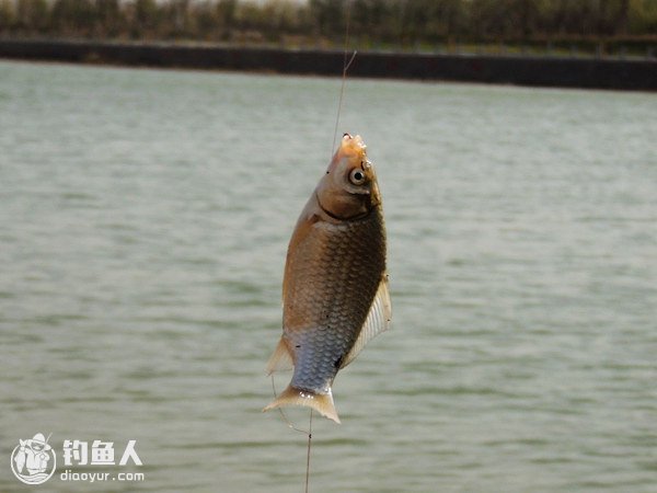 浅谈夏季垂钓与风向的选择