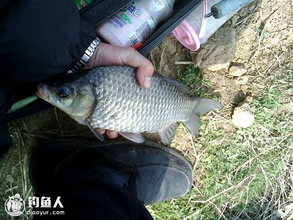 春钓鲫鱼钓具及饵料的选择技巧