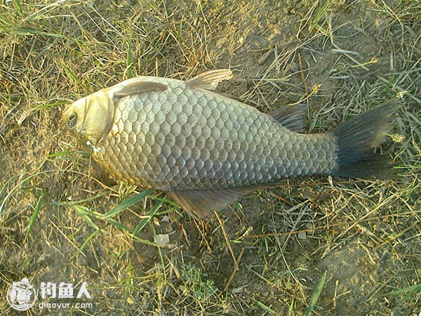 春钓鲫鱼钓具及饵料的选择技巧