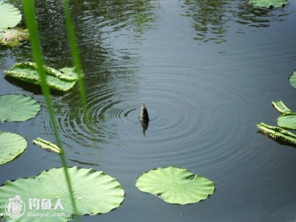 夏季水温变化与垂钓时应注意的几个环节