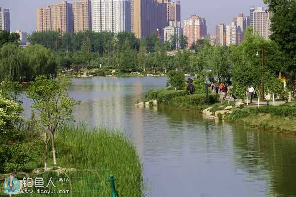 盛夏肥水塘追鲤绝技分析