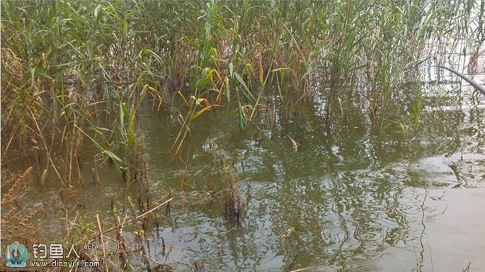 盛夏浮钓草鱼有讲究（附实战过程）