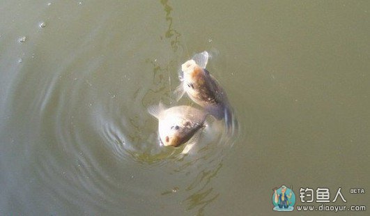 钓鱼大师浅谈夏天中午的钓鱼技巧